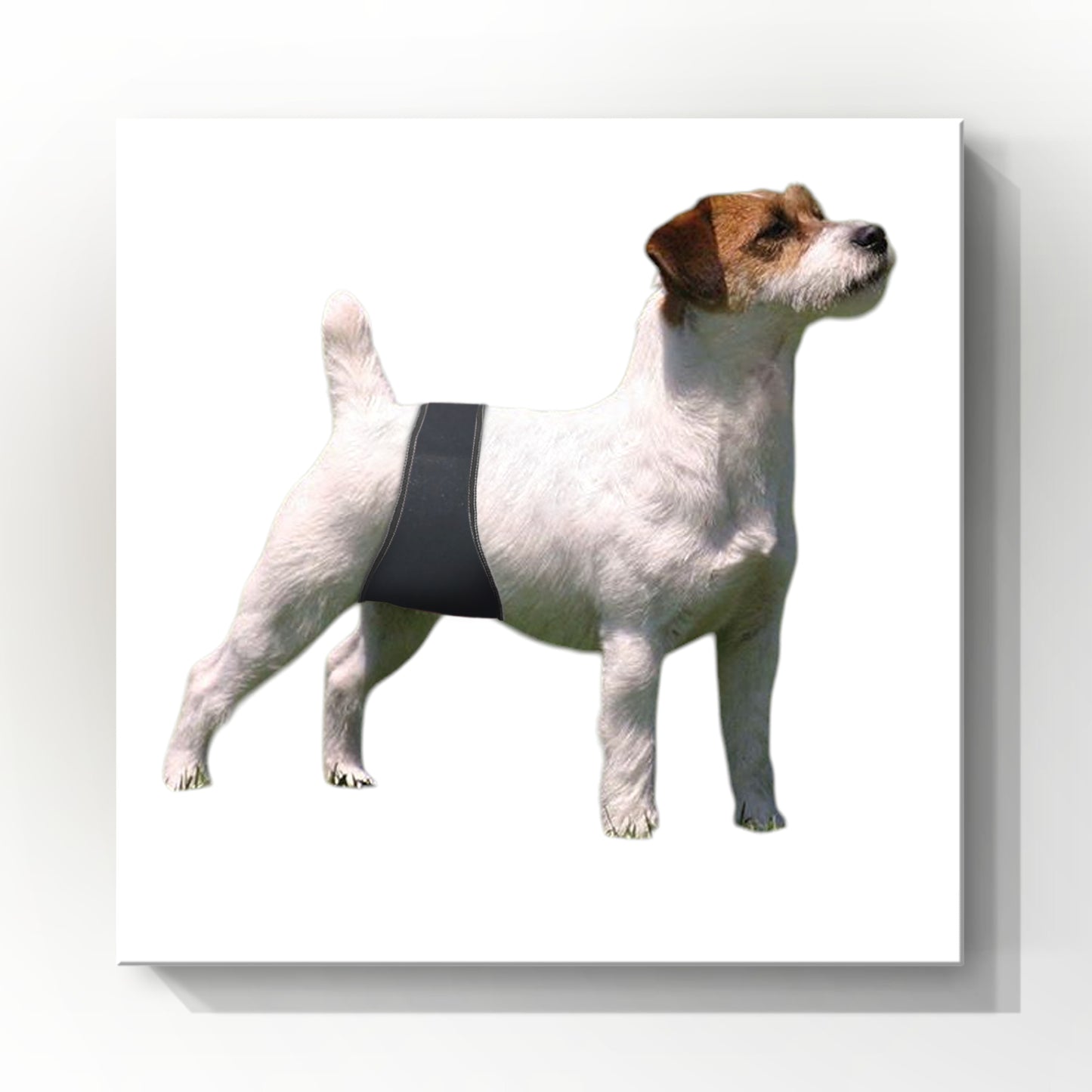 Male Dog Belly Band Wrap |Black Print | Style 2