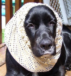 Dog Sequins Navy Snood | Dog Navy Snood | Jack & Jill Dog Diapers