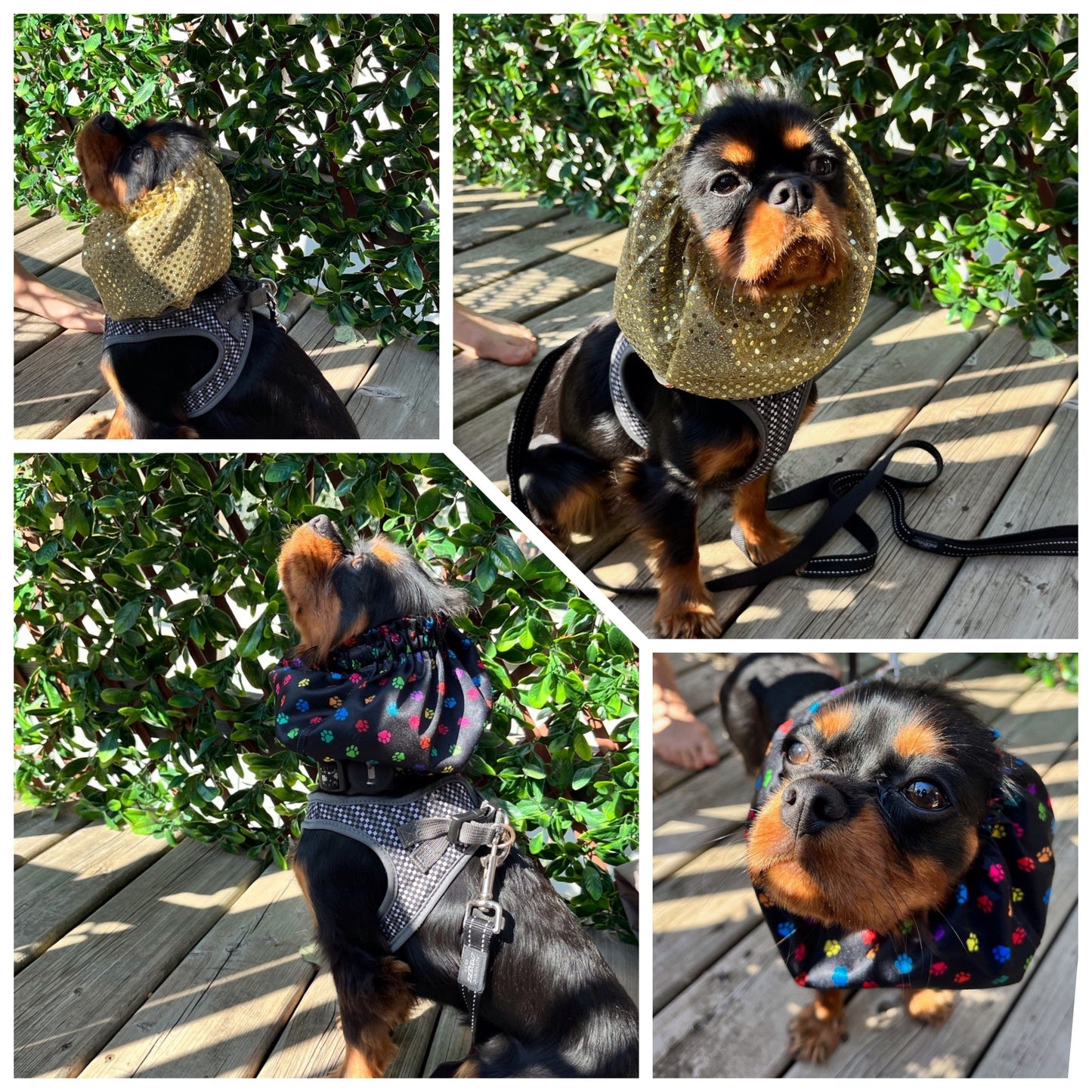 Dog Sequins Navy Snood | Dog Navy Snood | Jack & Jill Dog Diapers