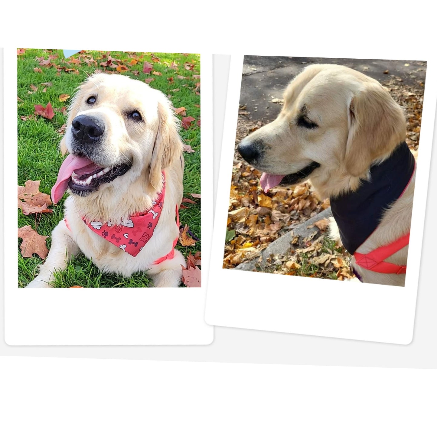Dog Bandana's Waterproof & Reversible