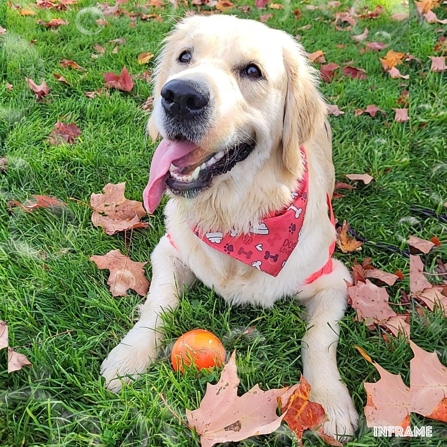 Dog Bandanas - Waterproof & Reversible
