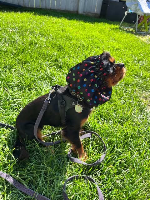 Dog Snood Waterproof - Solid Prints