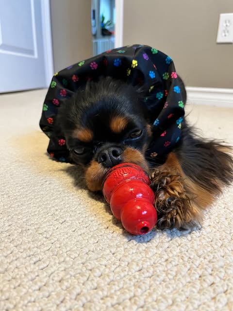 Dog Snood Waterproof - Solid Prints