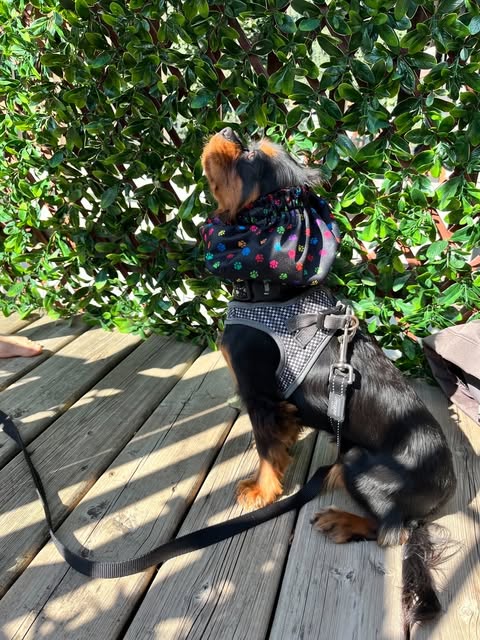 Dog Snood Waterproof - Solid Prints