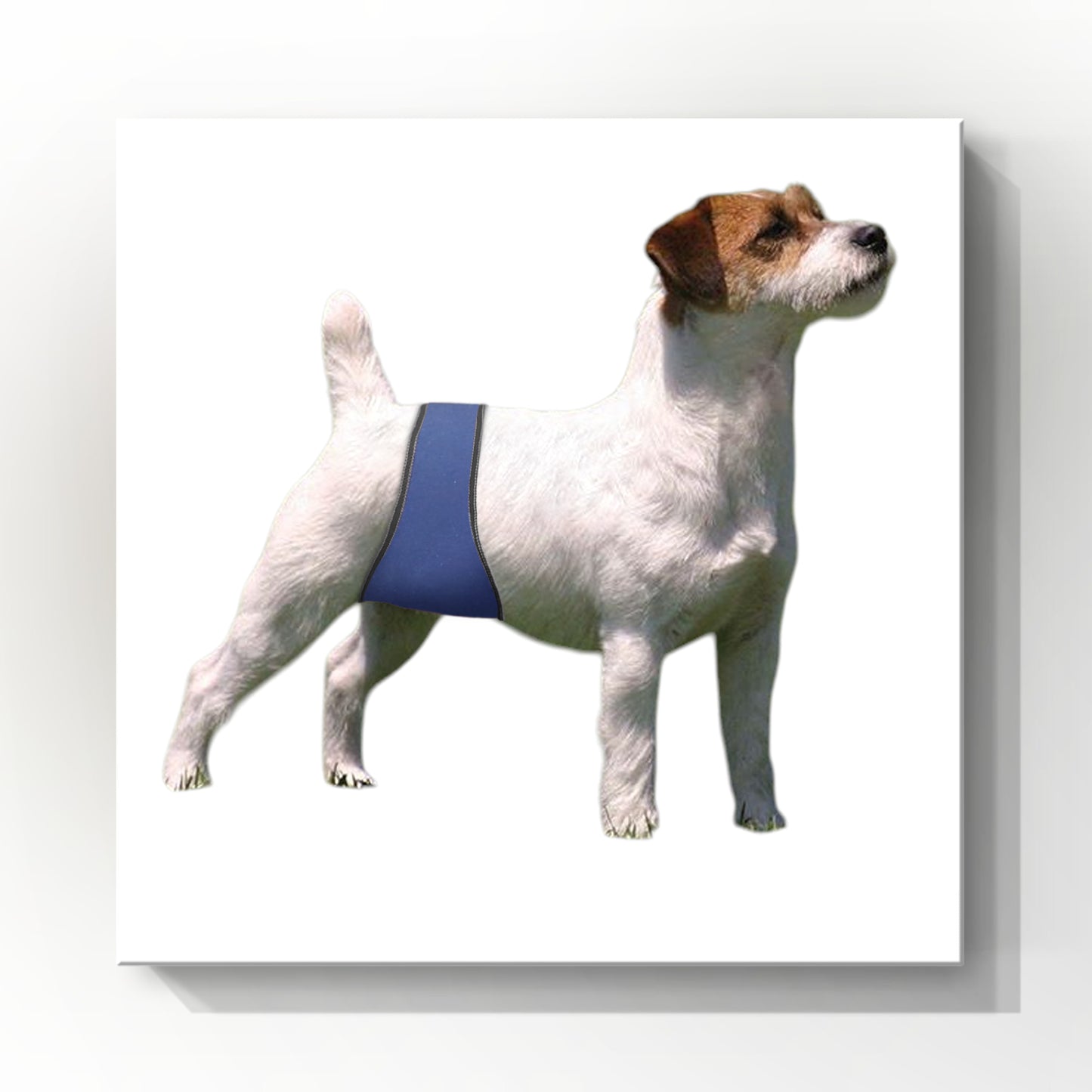 DS Male Belly Band – Style #2