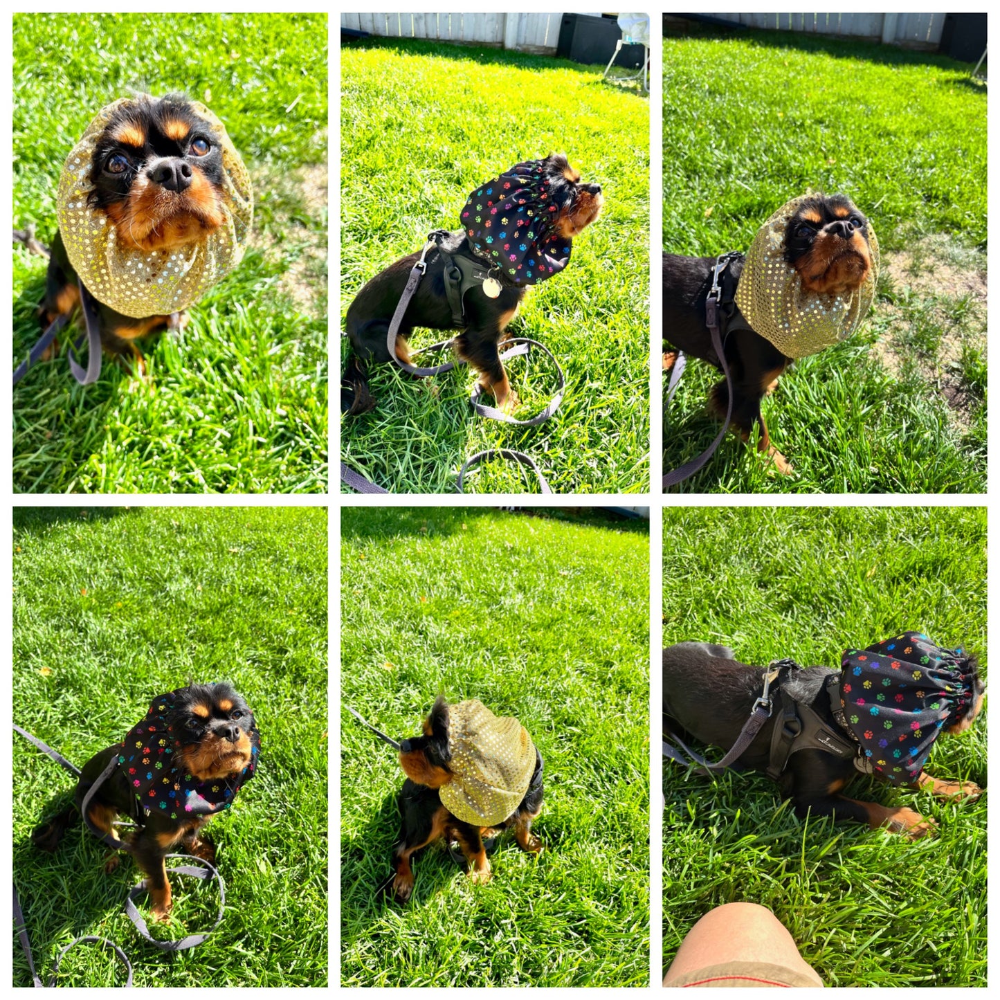 Dog Sequins Navy Snood | Dog Navy Snood | Jack & Jill Dog Diapers