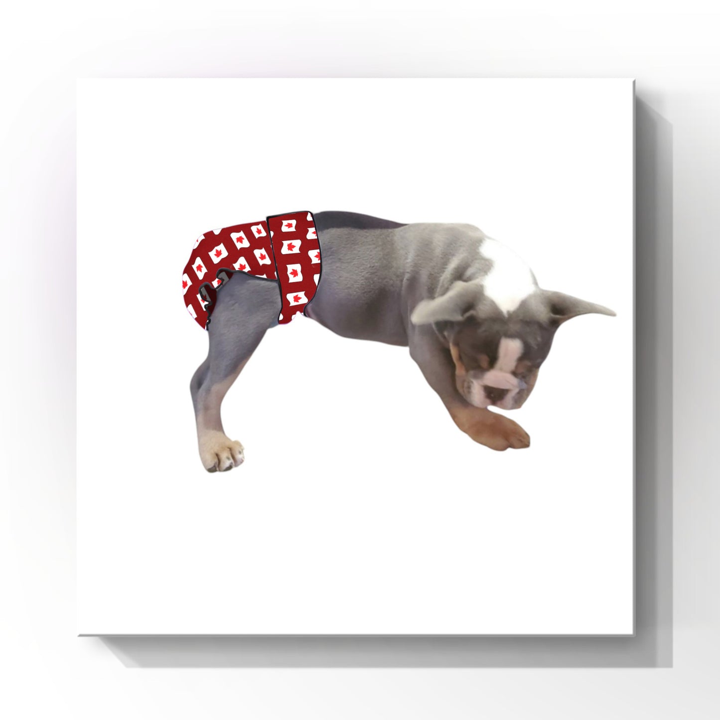 Female Dog Diaper Britches | No Tail Opening | Canadian Maple Leaf Print