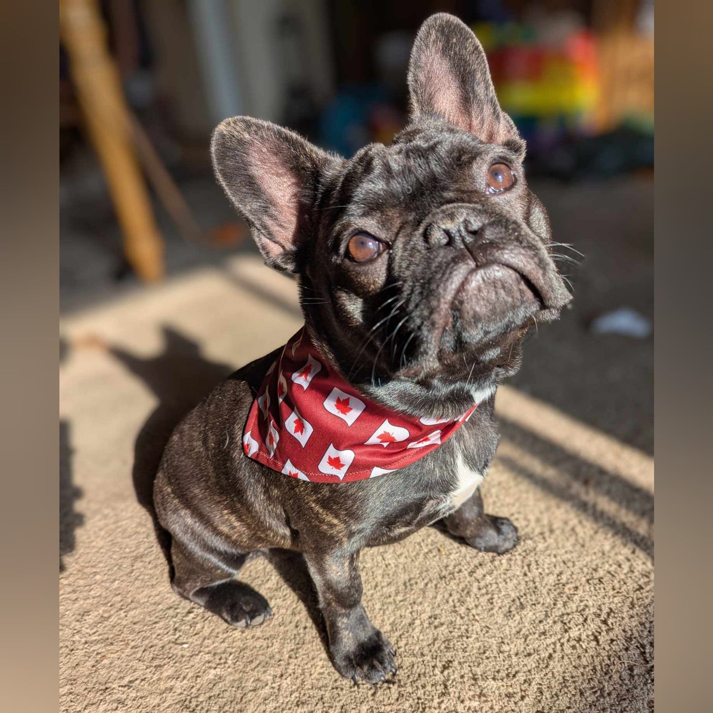 Dog Bandana Snap On | Canadian Maple Leaf Print