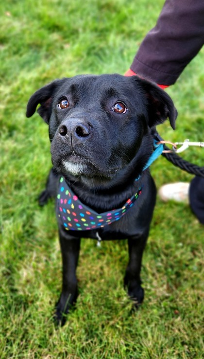 Dog Bandana - Waterproof Paw Prints