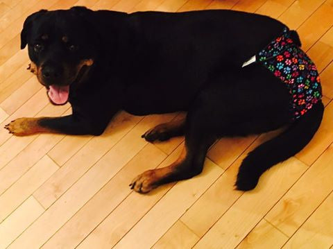 Things to Consider when Buying Female Dog Diapers & Male Belly Bands
