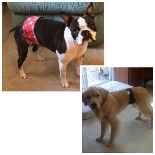 Male Belly Bands are a great Housebreaking tool.