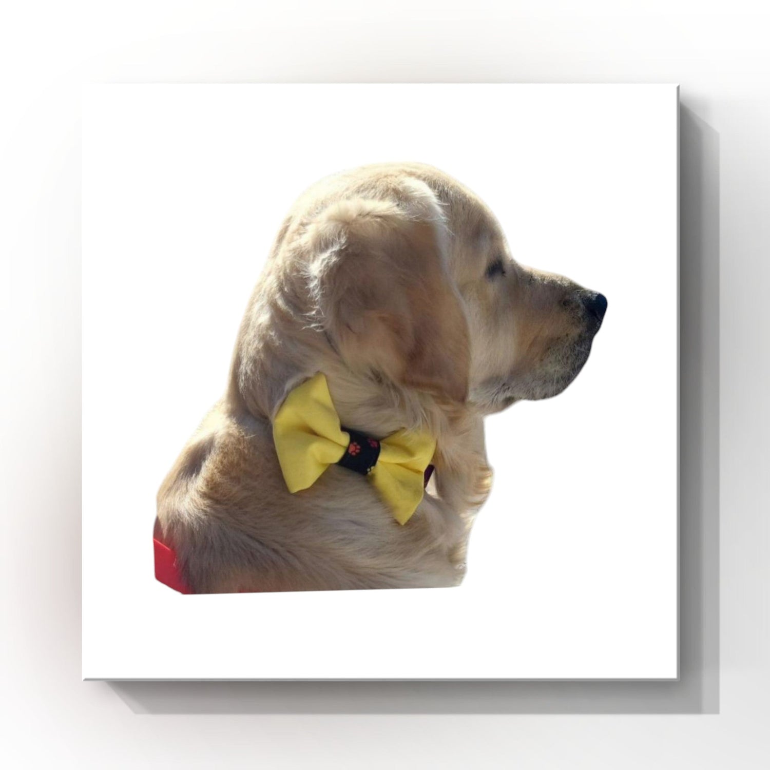 Stylish Collar Bow Ties for Dogs