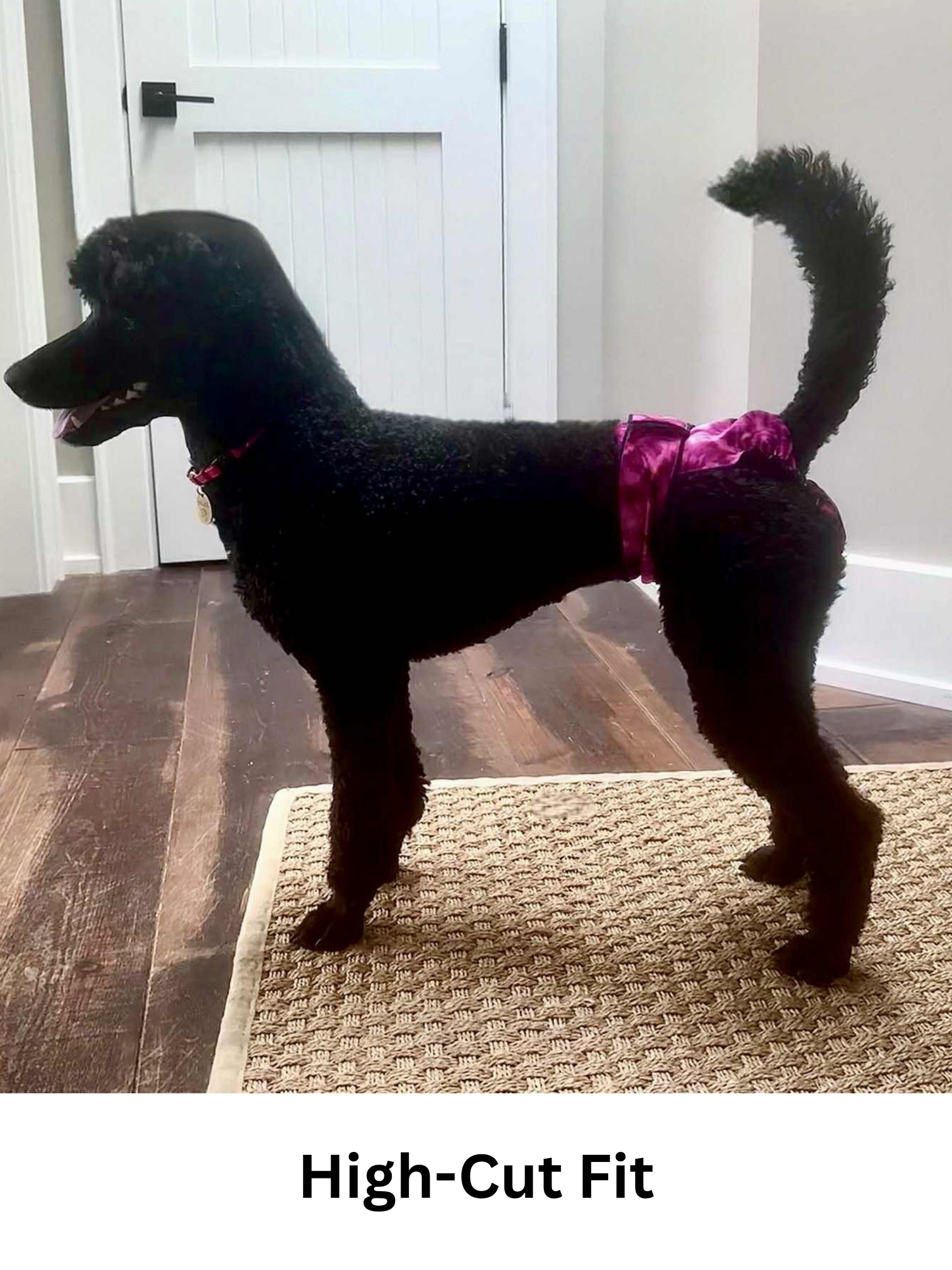 A black poodle standing indoors on a woven rug, wearing a high cut fit female dog diaper, washable dog diapers