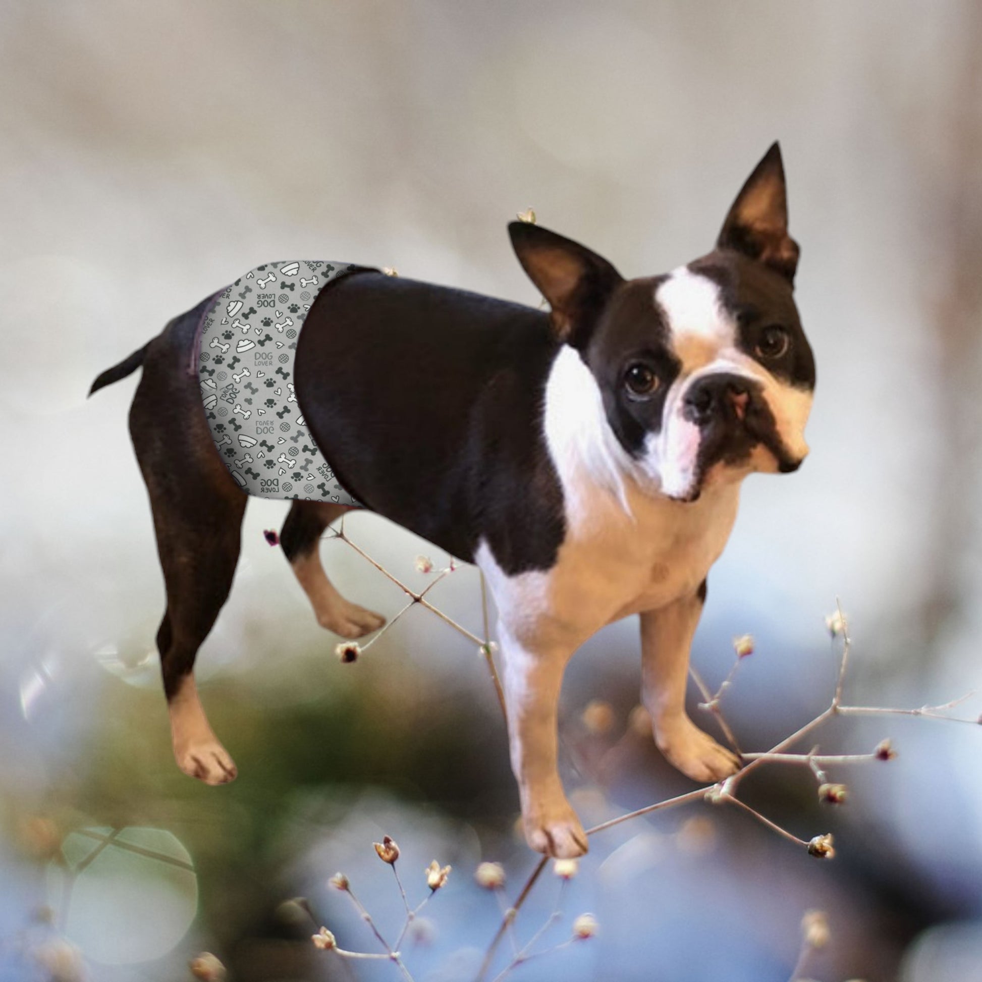 Male Dog Belly Band Wrap -  Grey Bones Style #1 - Jack & Jill Dog Diapers