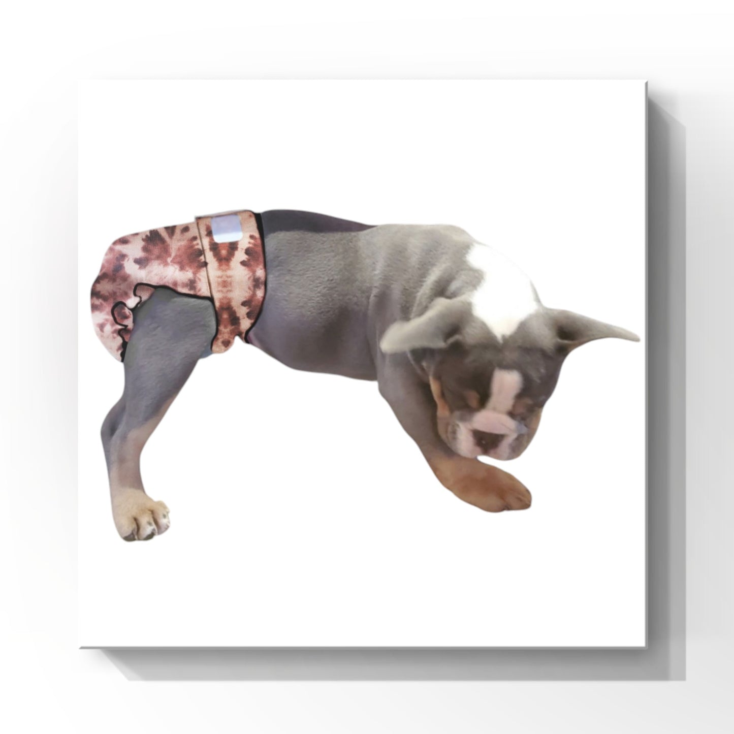 Female Dog Diapers (Britches) - Washable