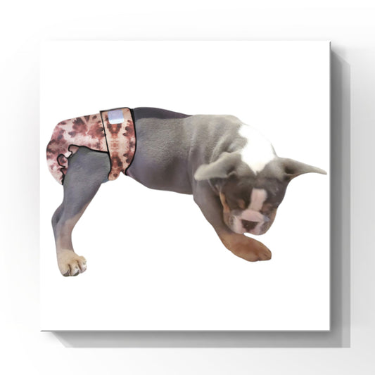 Female Dog Diaper Britches | No Tail Opening | Brown Tie Dye Print