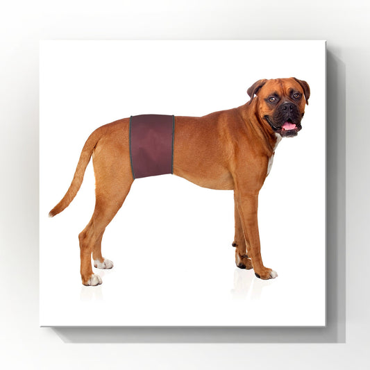 Male Dog Belly Band Wrap | Burgundy Print| Style 1
