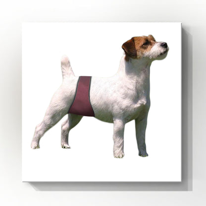 Male Dog Belly Bands - Washable