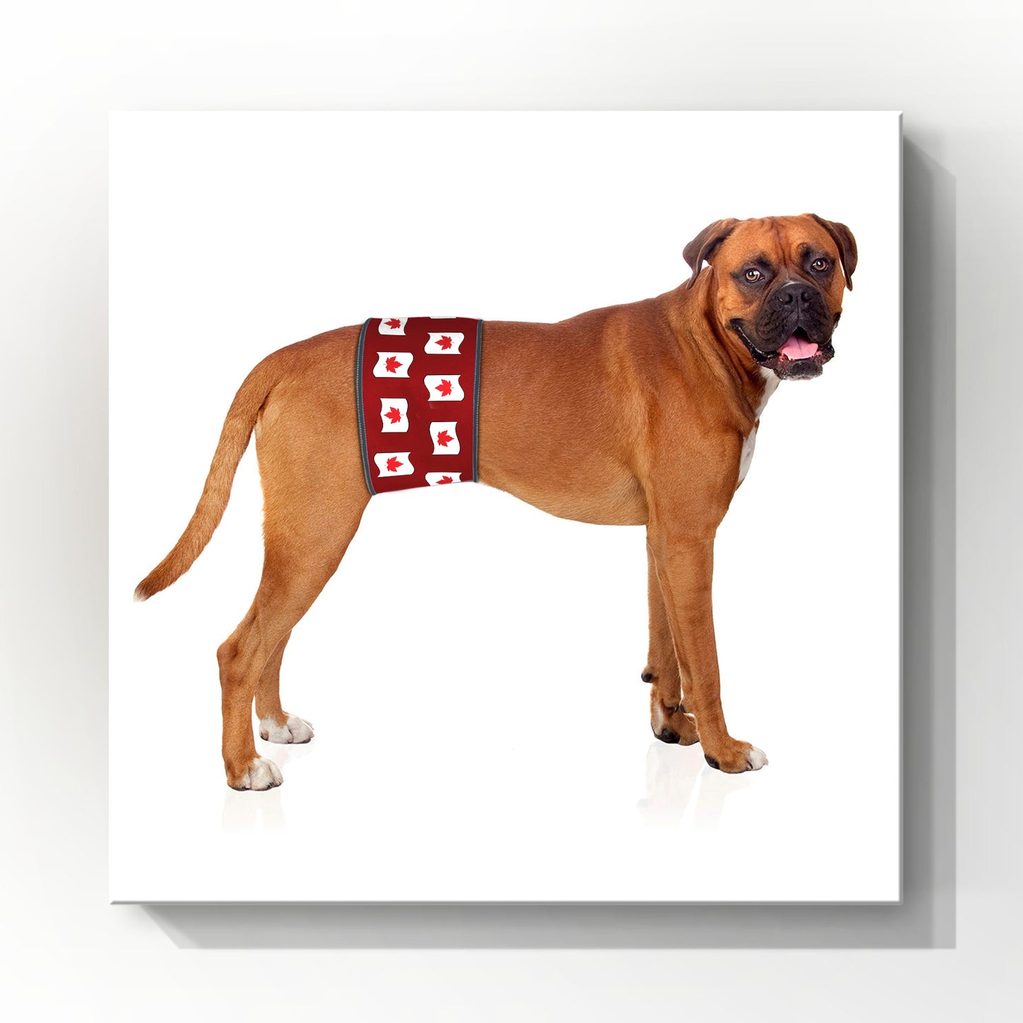 Male Dog Belly Band Wrap | Canadian Maple Leaf Print | Style 1