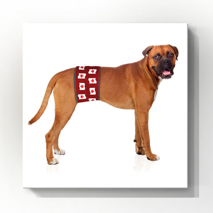 Male Dog Belly Band Wrap | Canadian Maple Leaf Print | Style 1