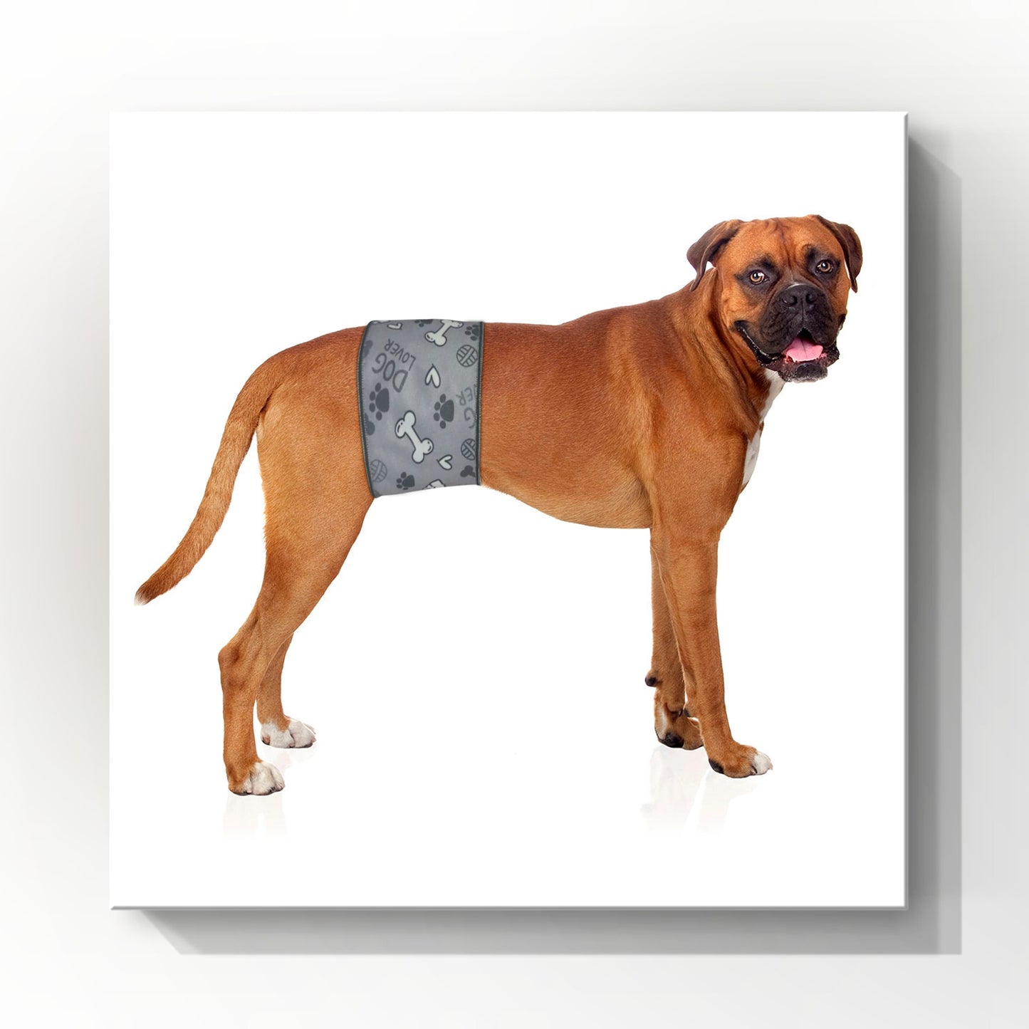 Male Dog Belly Bands - Washable