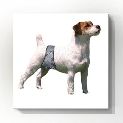 Male Dog Belly Band Wrap | Grey Bone Print| Style #2