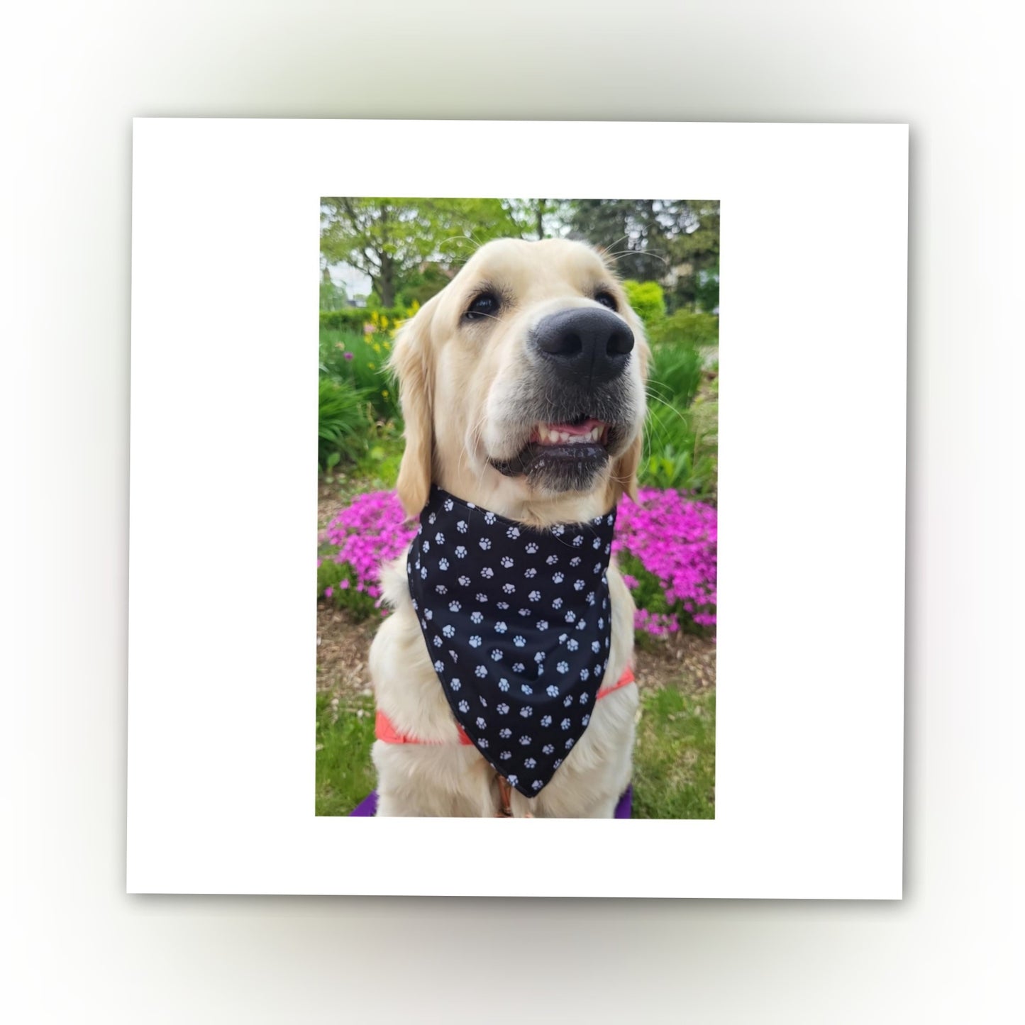 Dog Bandana Scrunchie | Paw Print