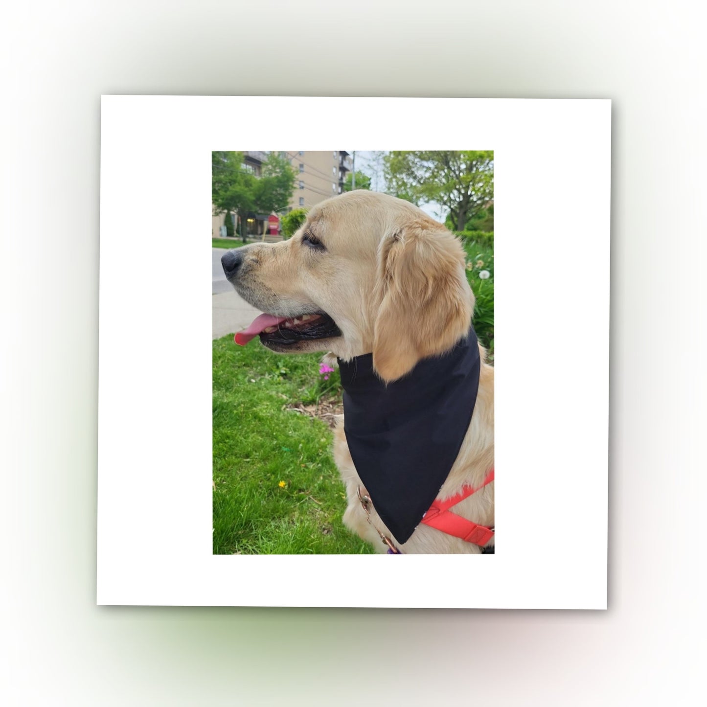 Dog Bandana Scrunchie | Paw Print
