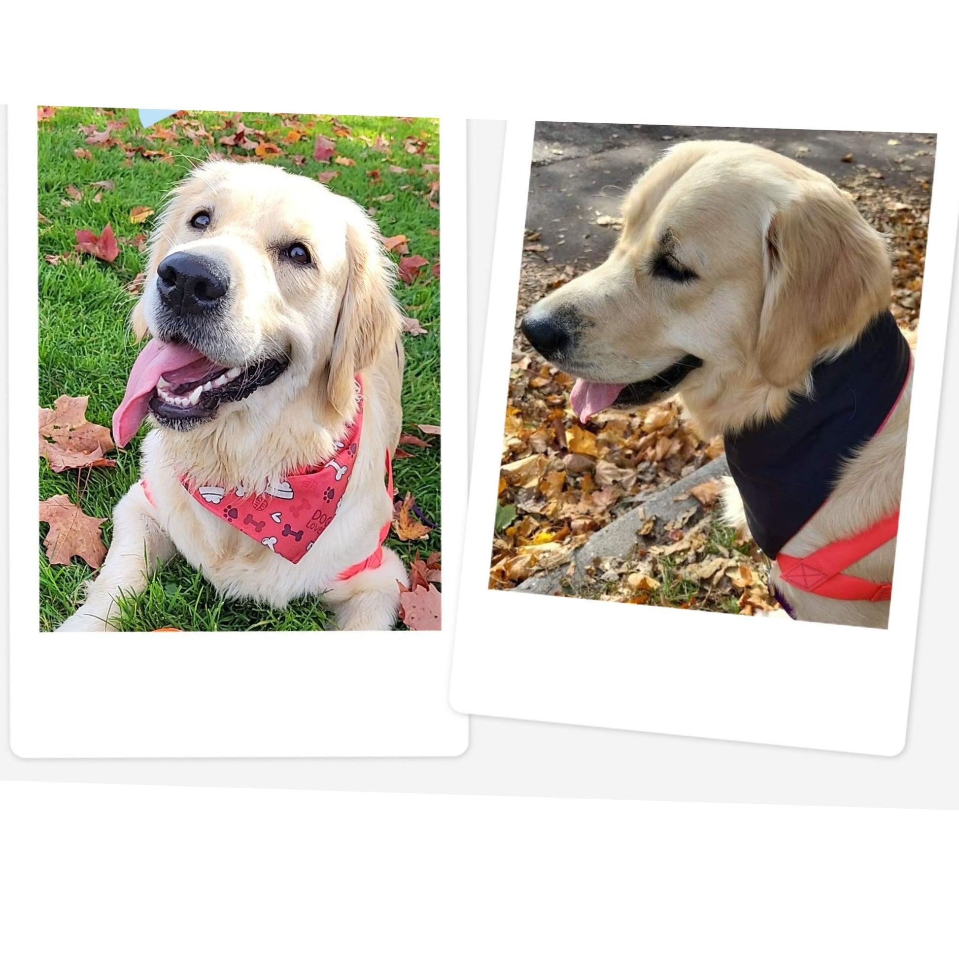 Dog Waterproof Bandana | Dog Printed Bandana | Jack & Jill Dog Diapers
