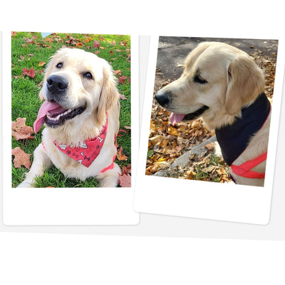 Dog Waterproof Bandana | Dog Printed Bandana | Jack & Jill Dog Diapers