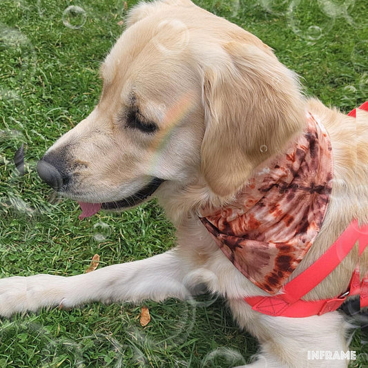 Dog Bandanas - Waterproof & Reversible