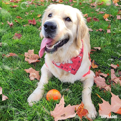 Dog Bandana | Dog Printed Bandana | Jack & Jill Dog Diapers
