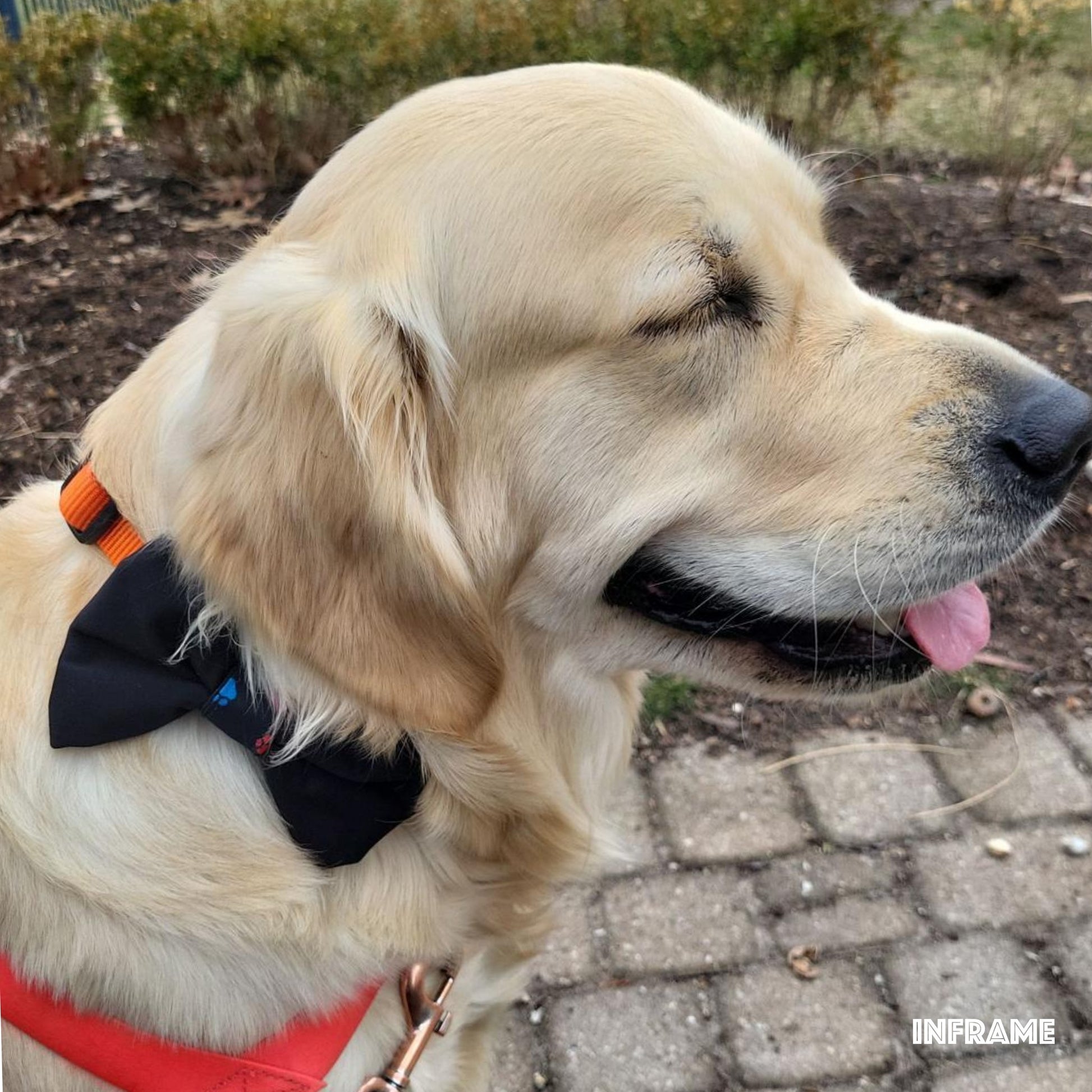 Collar Bow Tie - Black Prints - Jack & Jill Dog Diapers
