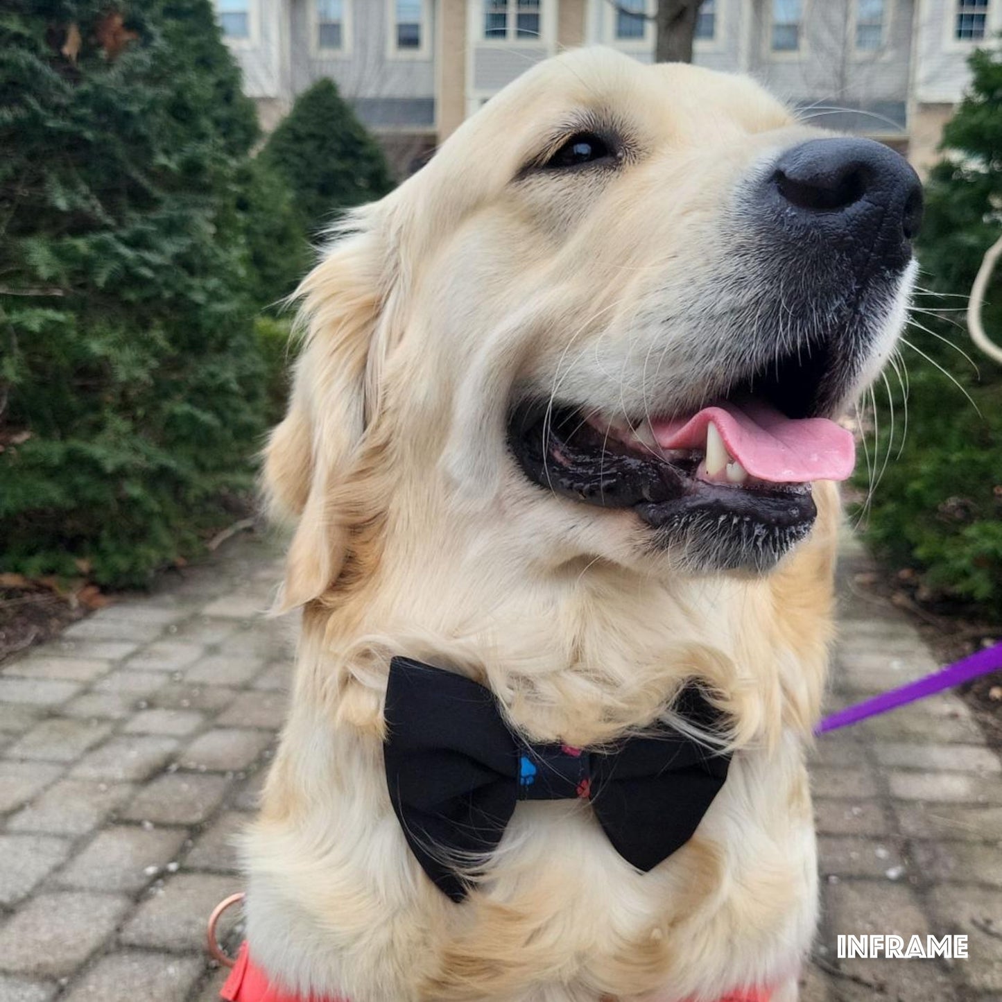 Collar Bow Tie - Black Prints - Jack & Jill Dog Diapers
