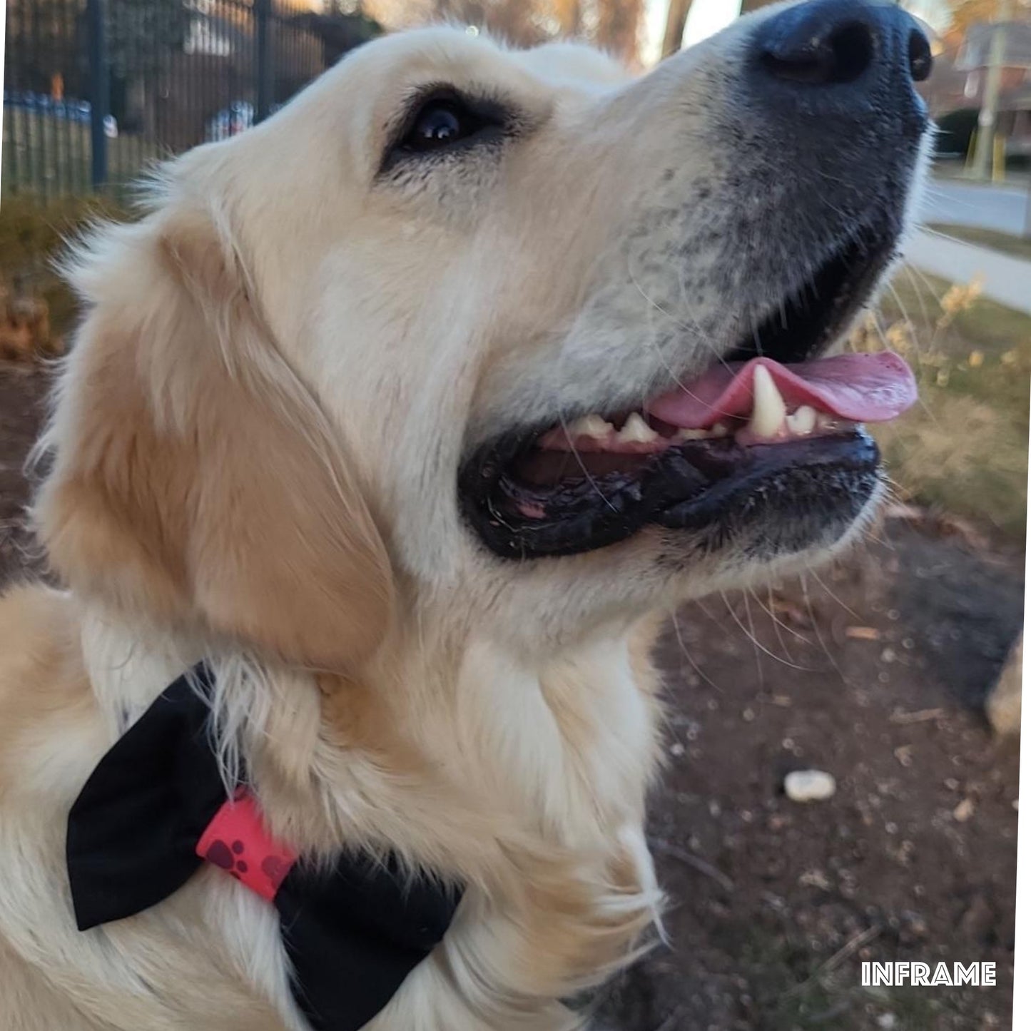 Collar Bow Tie - Black Prints - Jack & Jill Dog Diapers