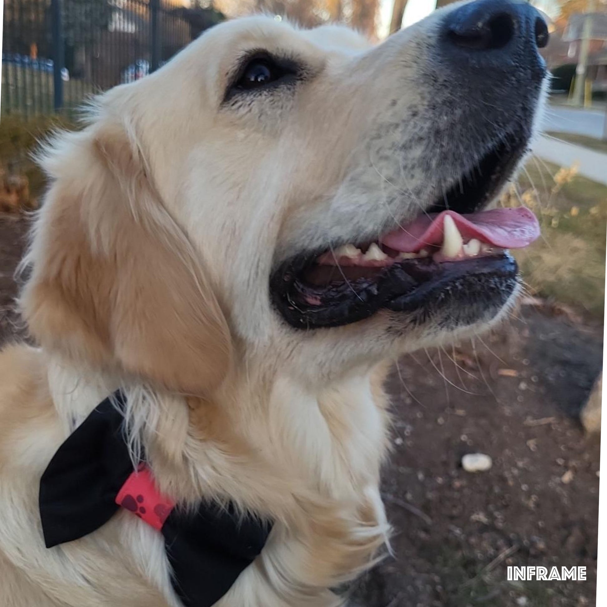 Collar Bow Tie - Black Prints - Jack & Jill Dog Diapers