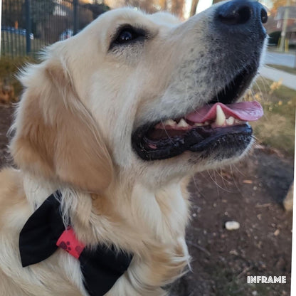 Collar Bow Tie - Black Prints - Jack & Jill Dog Diapers
