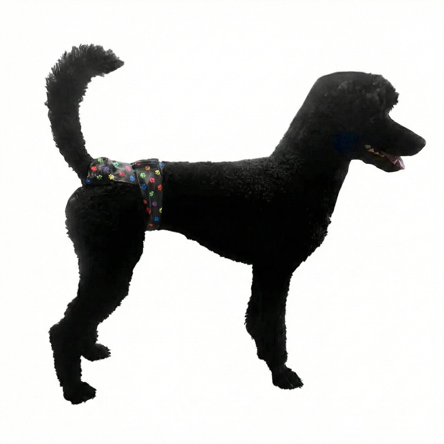  Black standard poodle side view wearing a high-cut washable female dog diaper, showing the elevated hip coverage designed for active dogs and agility