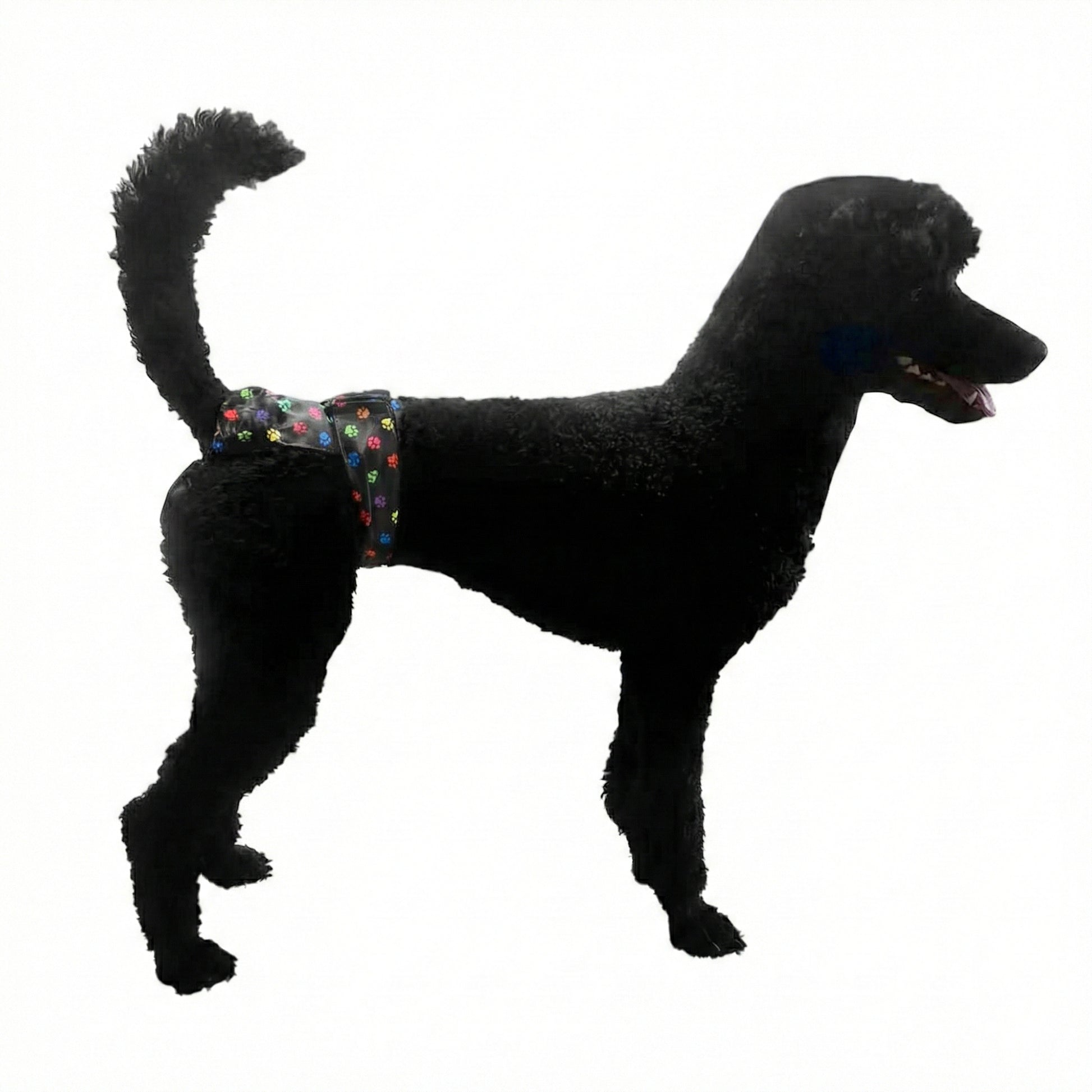  Black standard poodle side view wearing a high-cut washable female dog diaper, showing the elevated hip coverage designed for active dogs and agility