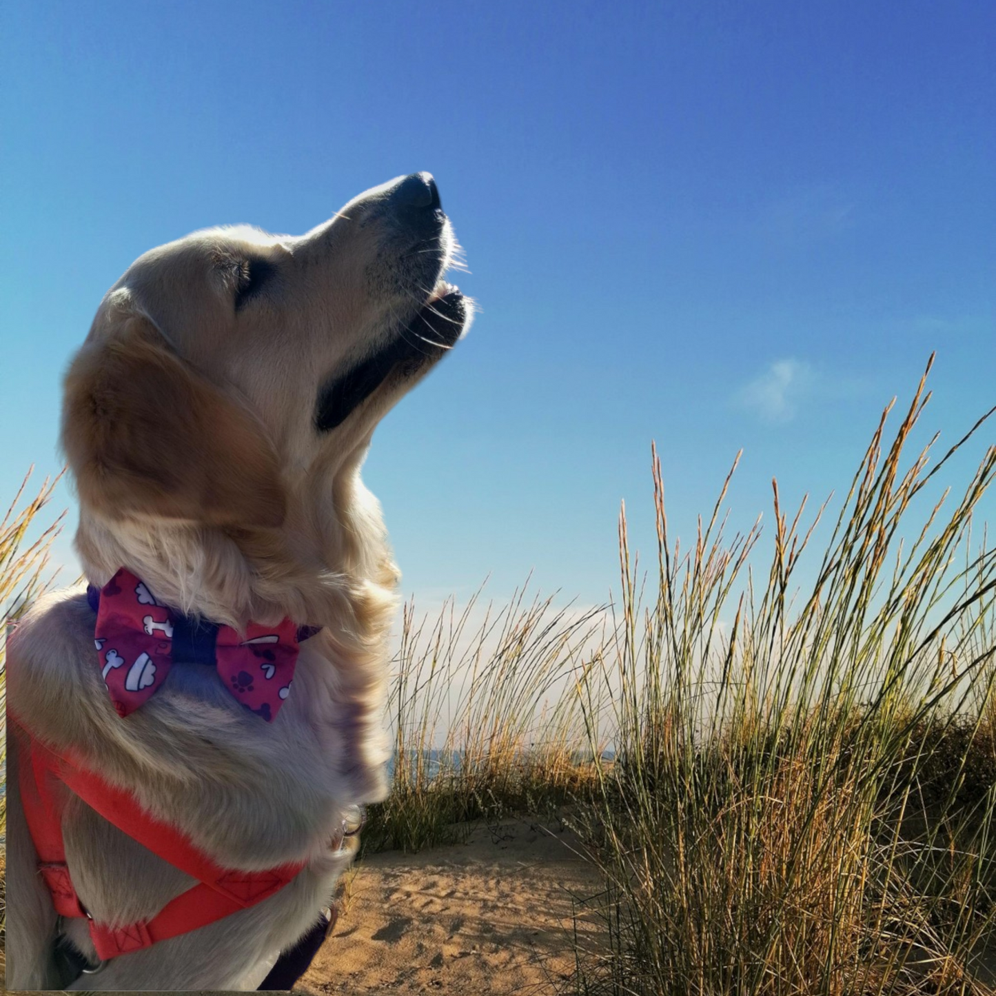 Collar Bow Tie | Bone Print
