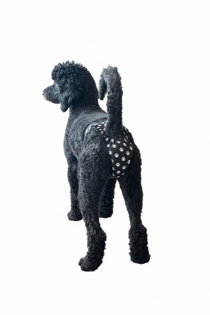 Black standard poodle rear view wearing a white paw print high-cut washable female dog diaper, designed for active dogs and agility