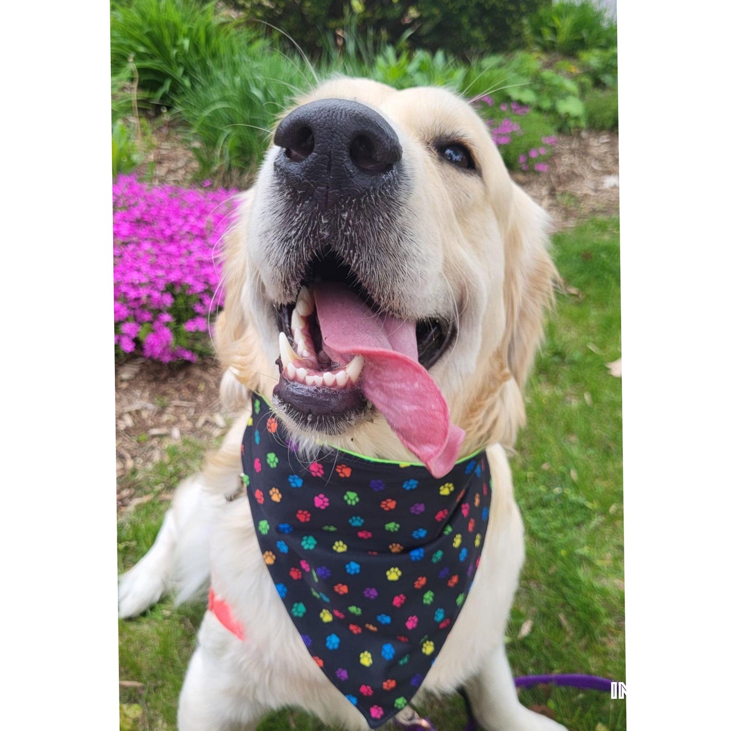 Dog Bandana Scrunchie | Paw Print
