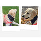 Paw Prints Dog Bandanas | Dog Bandana | Jack & Jill Dog Diapers