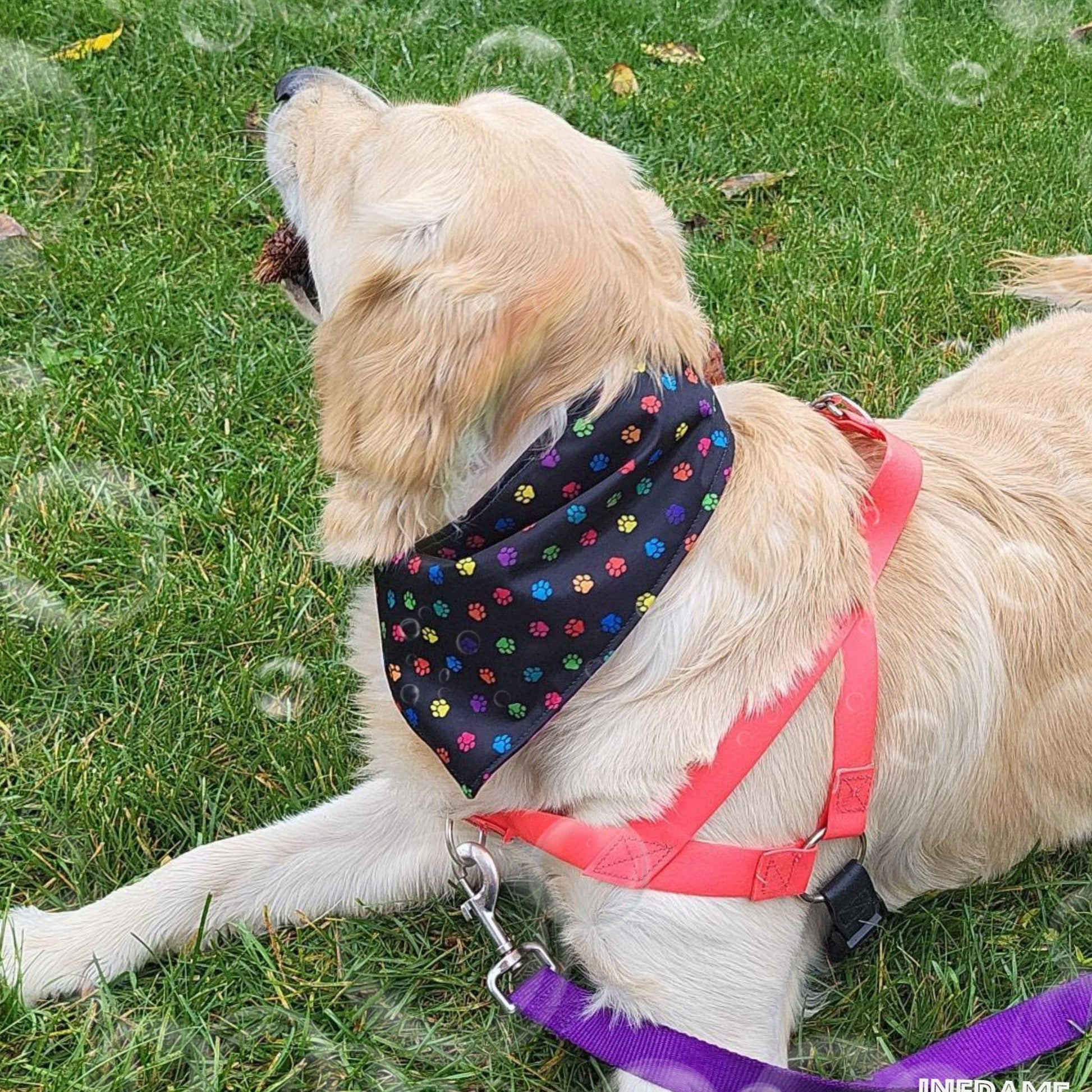 Paw Prints Dog Bandanas | Dog Bandana | Jack & Jill Dog Diapers