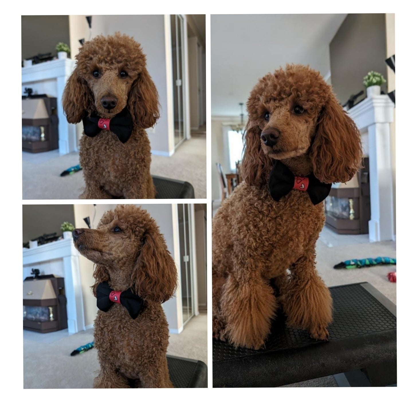 Collar Bow Tie - Black Prints - Jack & Jill Dog Diapers