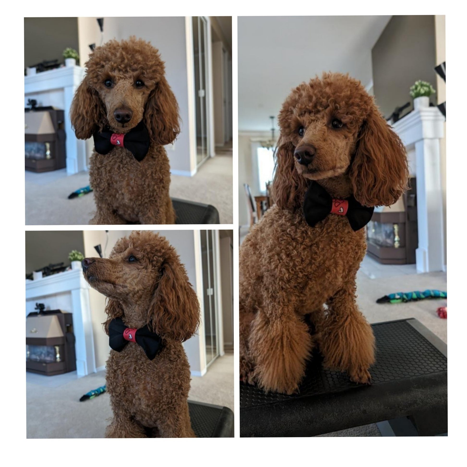 Collar Bow Tie - Black Prints - Jack & Jill Dog Diapers