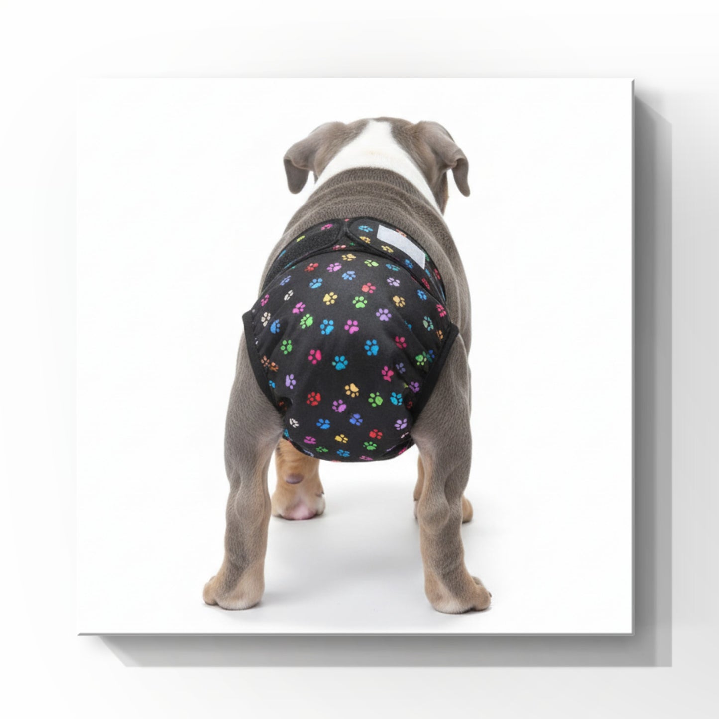 Multi paws print washable female dog diaper no tail opening