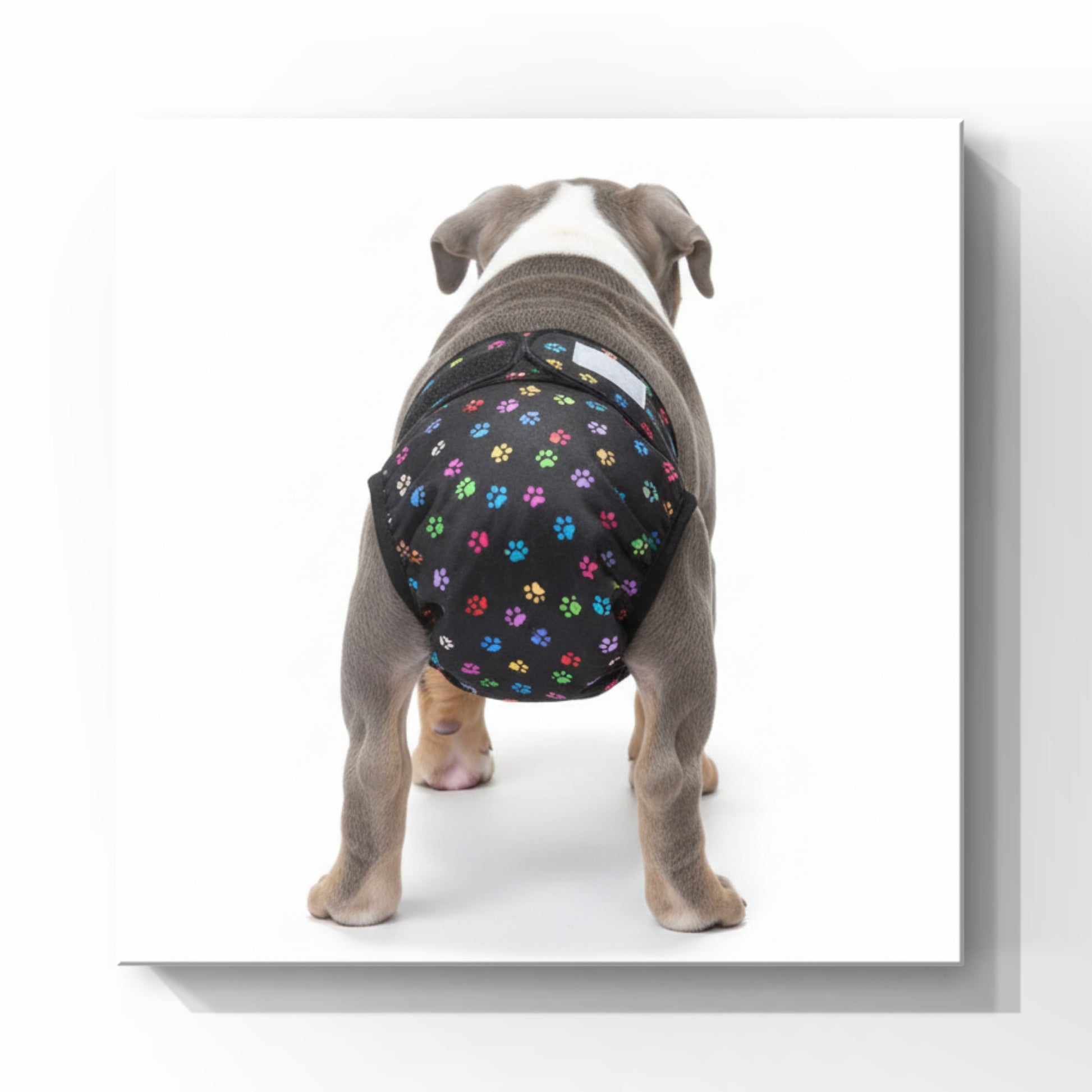 Multi paws print washable female dog diaper no tail opening