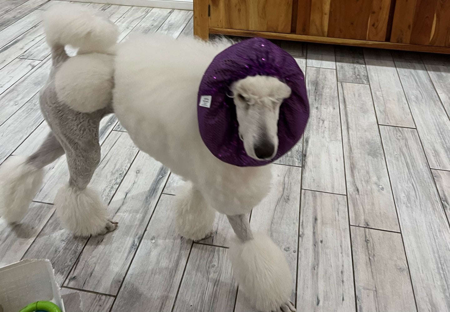 Dog Purple Snood | Dog Stylish Purple Snood | Jack & Jill Dog Diapers