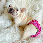 Female Dog Diaper - Britches - Without Tail Opening - Purple Tie Dye - Jack & Jill Dog Diapers